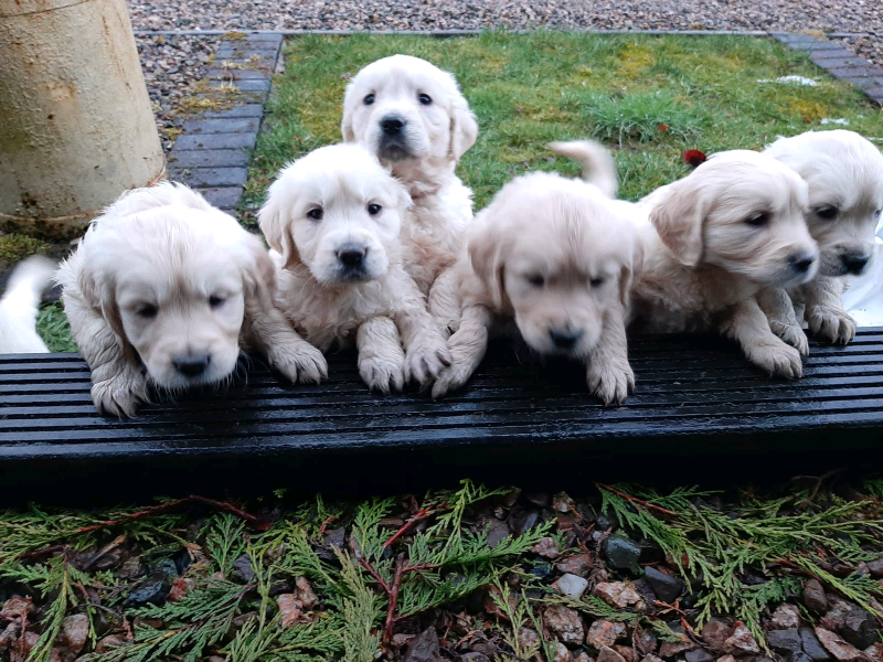 gumtree golden retriever for sale